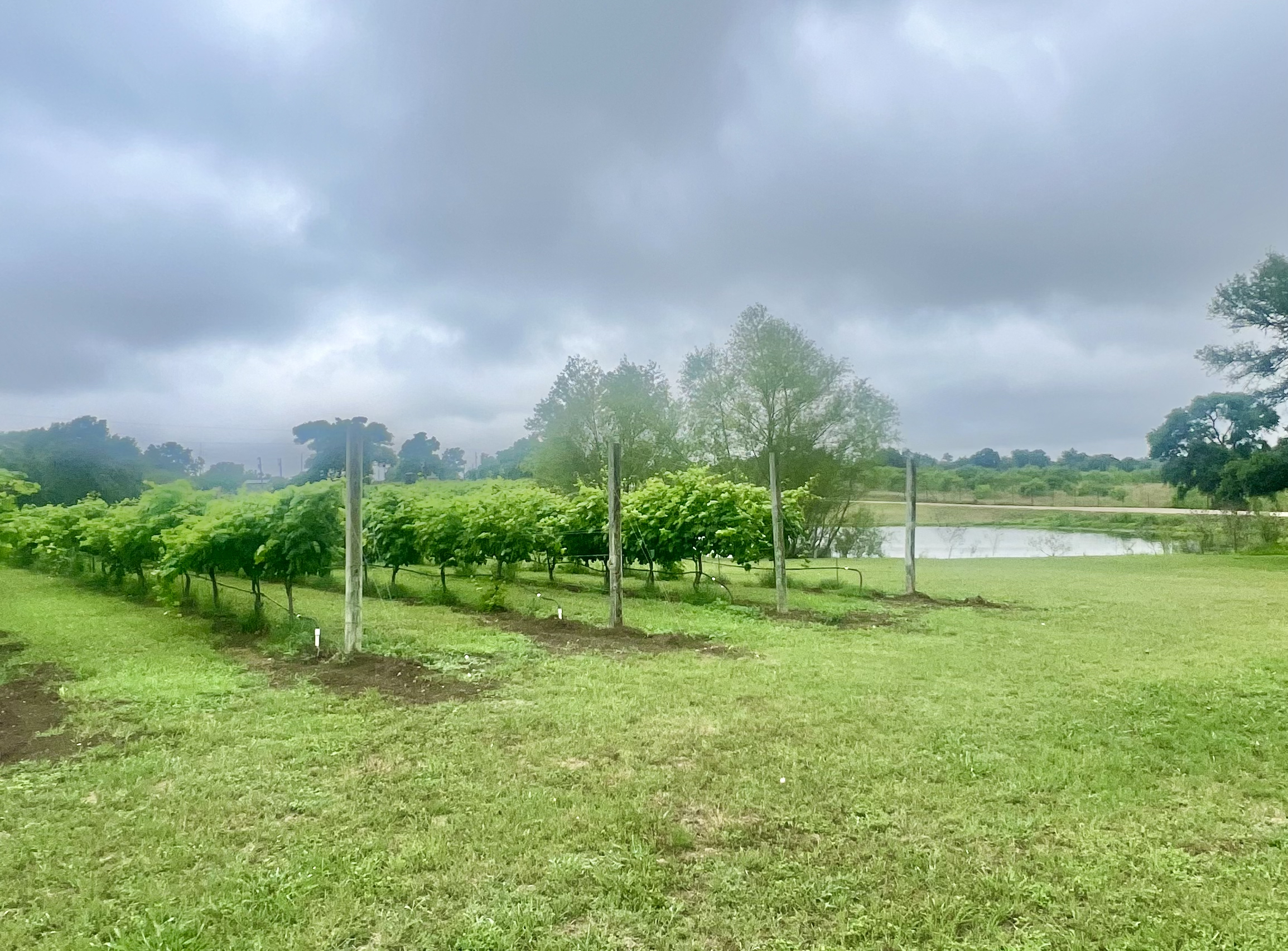 Open green lawn with ceremony structure and vine rows at Red Rock Vineyards