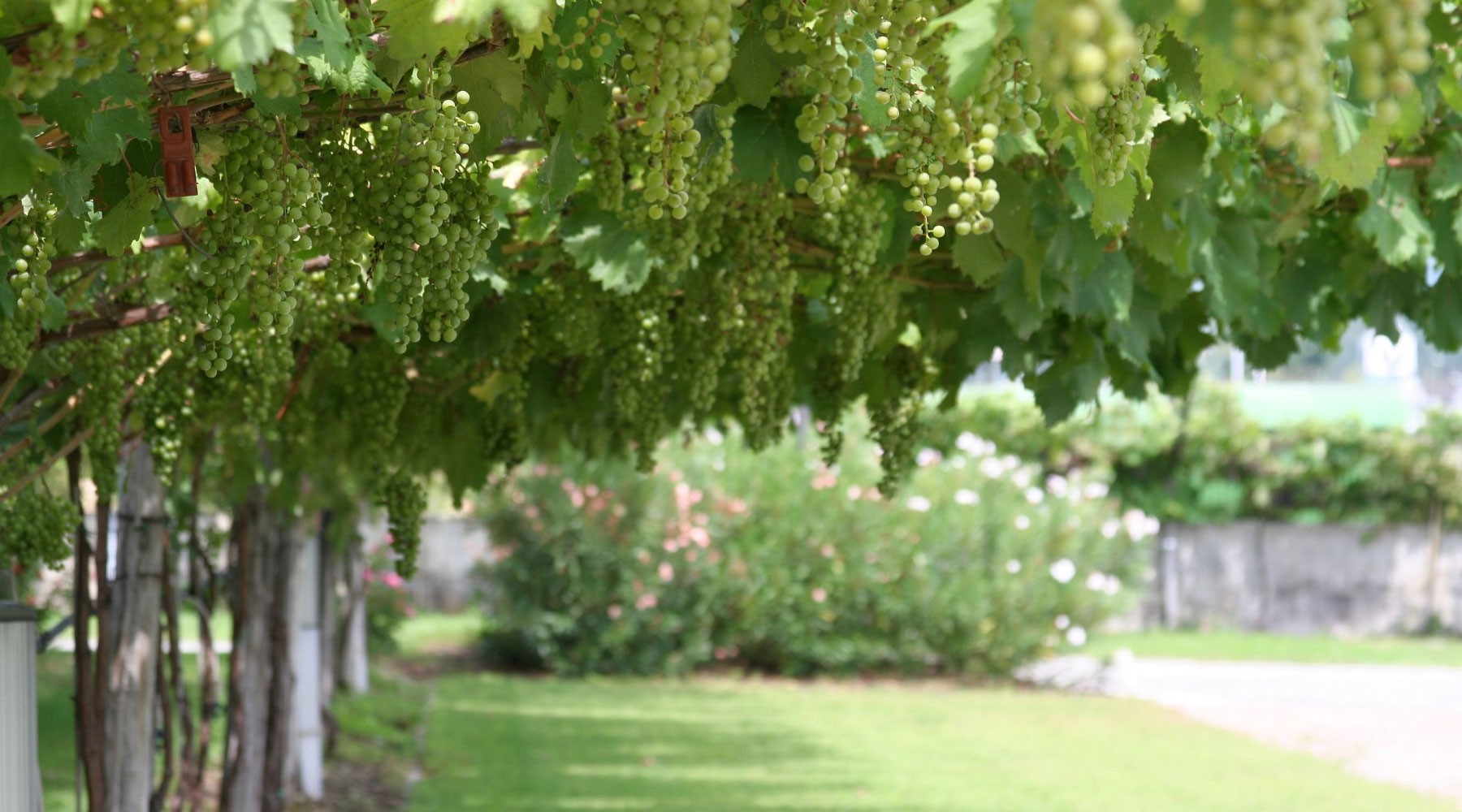 Leafy grapevines shading a path at the estate